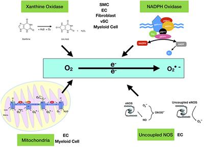 Reactive Oxygen Species (ROS), Intimal Thickening, and Subclinical Atherosclerotic Disease